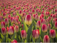 Упаковка тюльпанов "Accent" 25шт. Упаковка тюльпанов "Accent" 25шт.