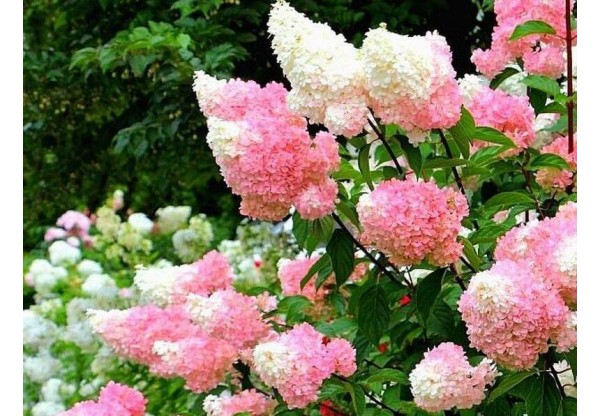 Гортензия метельчатая "Strawberry Blossom" (3-х летн.) (Контейнер 5,0л)