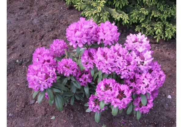 Рододендрон гибридный "Boleslaw Chrobry/ Royal Lilac"