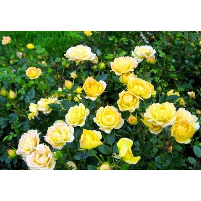 Роза почвопокровная "Yellow Fairy" (Контейнер 2,0л.)