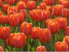 Упаковка тюльпанов "Orange Juice" 25шт.