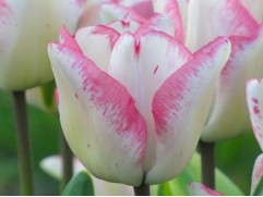 Упаковка тюльпанов "Showroom" 25шт.