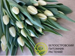 Упаковка тюльпанов 