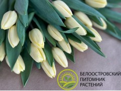 Упаковка тюльпанов "Creme Fraiche" 25шт.