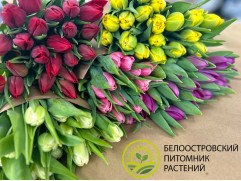 Букеты одноцветные-image