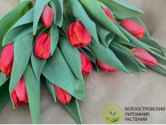 Тюльпаны-image