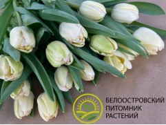 Упаковка тюльпанов "Showroom" 25шт.