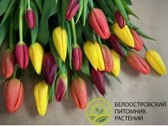 Изготовление букета "Яркая история" 21 тюльпанов