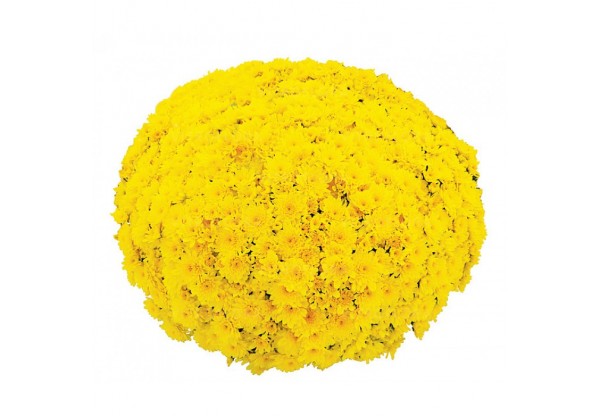 Хризантема мультифлора "Branfountain Yellow" (Контейнер 3,0л.)