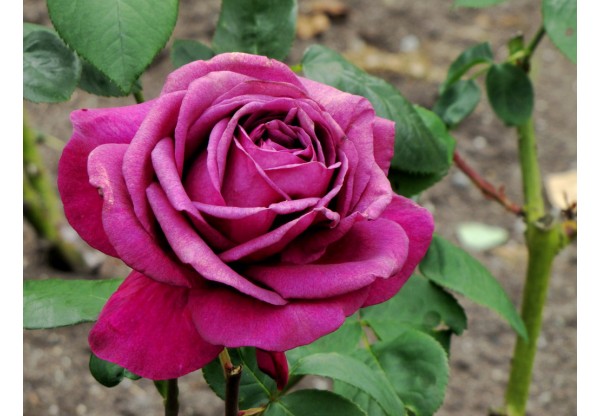 Роза чайно-гибридная "Big Purple" (Контейнер 5,0л.)