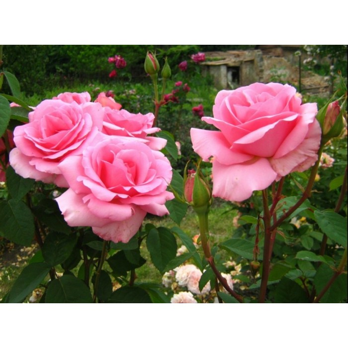 Роза чайно-гибридная "Frederic Mistral" (Контейнер 5,0л.)