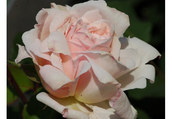 Роза чайно-гибридная "Ophelia"