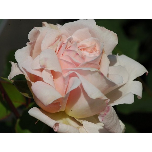 Роза чайно-гибридная "Ophelia" (Контейнер 2,0л.)