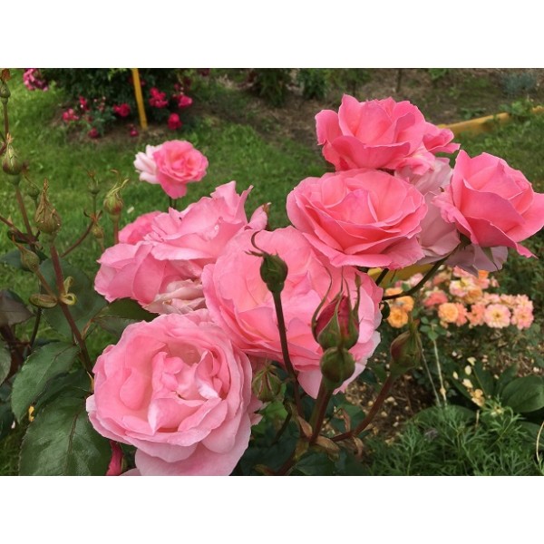 Роза чайно-гибридная "Queen Elizabeth" (Контейнер 2,0л.)