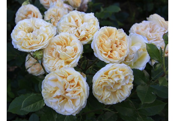 Роза чайно-гибридная "Comtessa" (Контейнер 5,0л.)