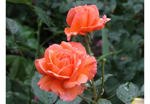 Роза чайно-гибридная "Christophe Colomb"