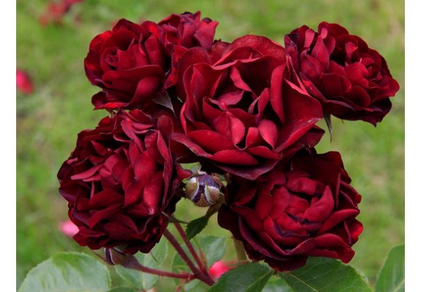 Роза флорибунда "Malicorne"