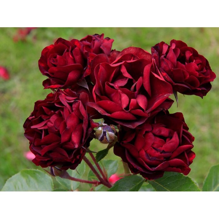 Роза флорибунда "Malicorne" (Контейнер 5,0л.)