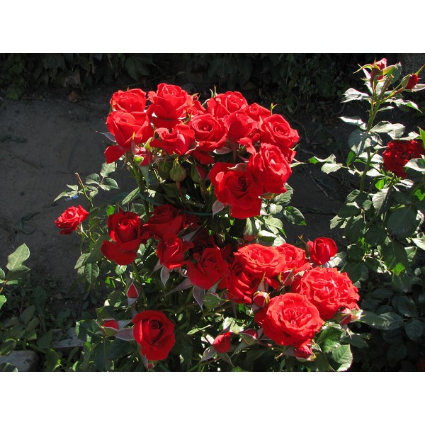 Роза флорибунда "Mirabel" (Контейнер 5,0л.)