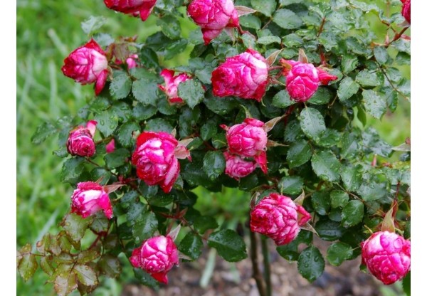 Роза миниатюрная "Garnet Bracelet"
