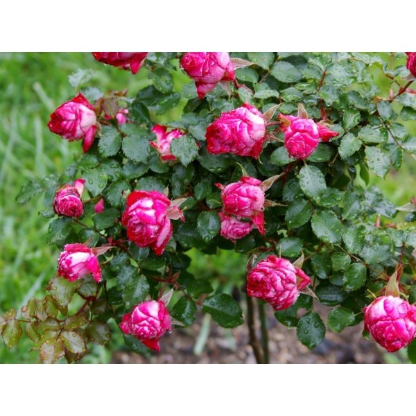 Роза миниатюрная "Garnet Bracelet" (Контейнер 5,0л.)
