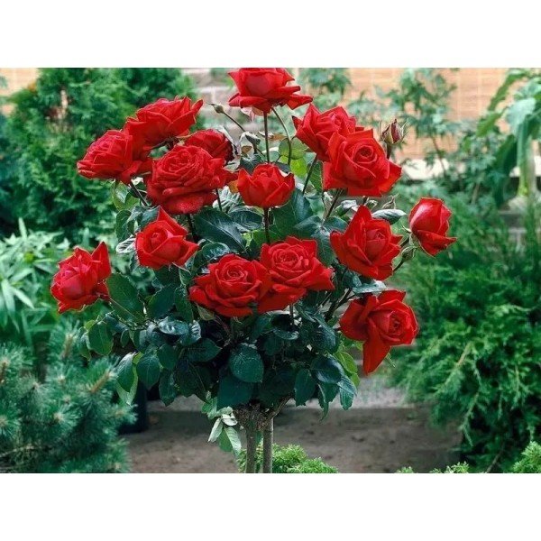 Роза штамбовая "Red det"