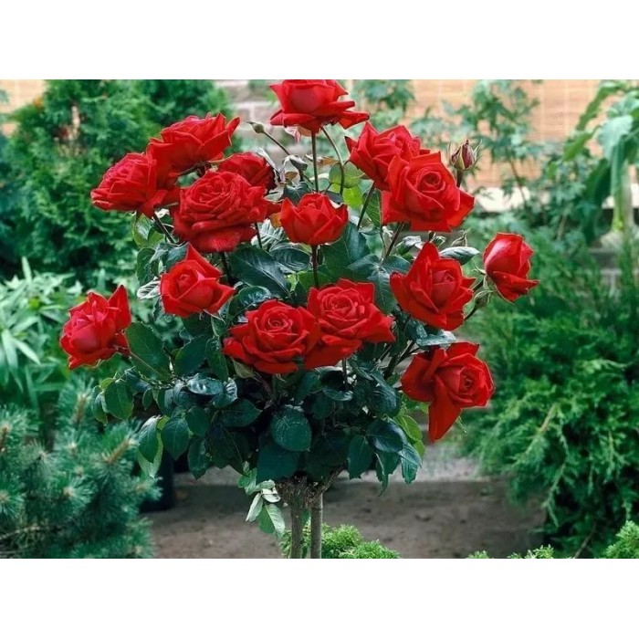 Роза штамбовая Red det-Купить в Санкт-Петербурге: фото и описание,  отзывы, цена