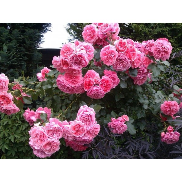 Роза штамбовая "Rosarium Uetersen" (Контейнер 10,0л.)