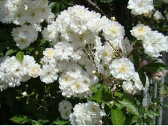 Мускусные-image