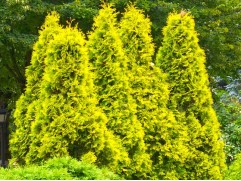 Туя западная "Sunkist" (Контейнер 0,5л)