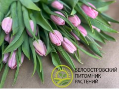 Упаковка тюльпанов "Matchmaker" 25шт.