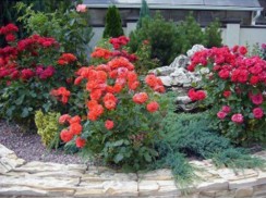 Фото избранной категории 3