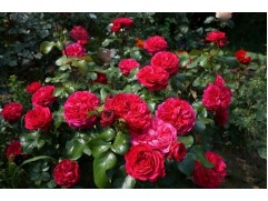 Роза флорибунда "Red Leonardo da Vinci" (ЗКС)