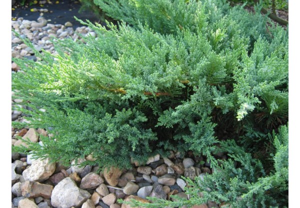 Можжевельник казацкий "Tamariscifolia" (Контейнер 7,0л.)
