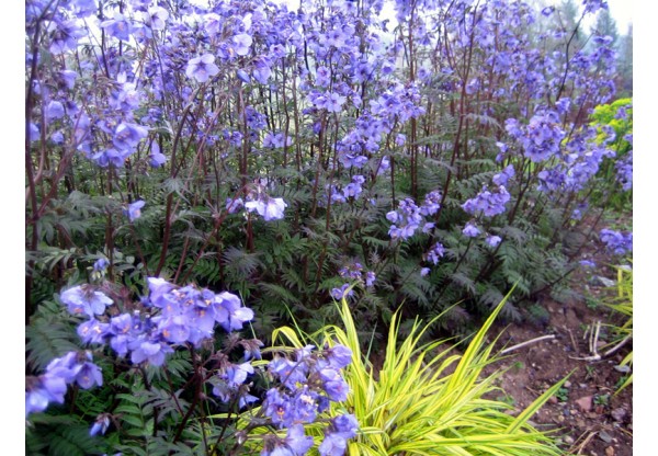 Синюха иезонская "Bressingham Purple" (Контейнер 2,0л.)