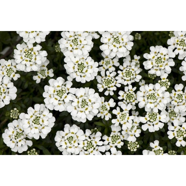 Иберис вечнозеленый "Snowflake" (Контейнер 1,5л.)