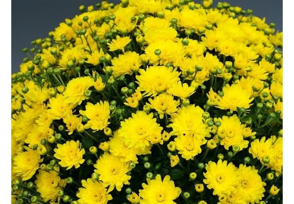 Хризантема мультифлора "Branfountain Yellow" (Декоративное кашпо 5,0л)
