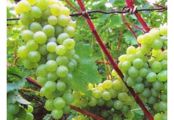 Виноград плодовый "Марсианин"