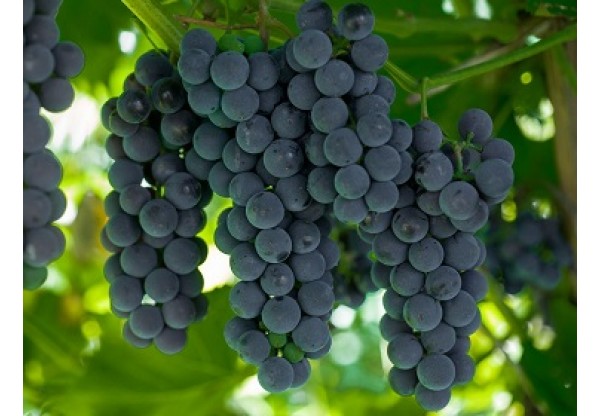 Виноград плодовый "Альфа"
