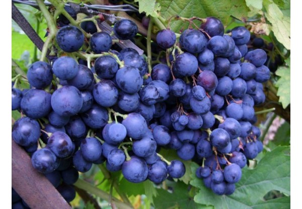 Виноград плодовый "Загадка Шарова"