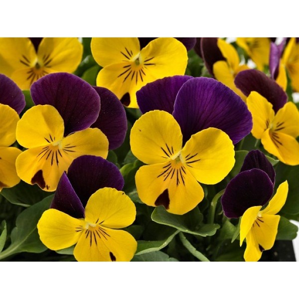 Виола рогатая "Yellow Lilac" (Контейнер 0,3л.)