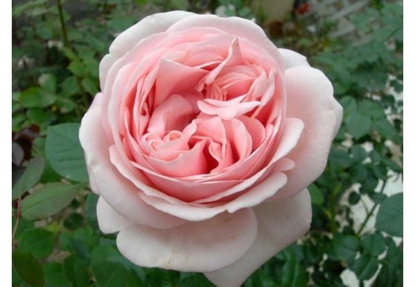 Роза чайно-гибридная "Aphrodite" (Контейнер 5,0л.)