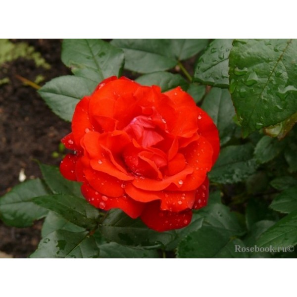 Роза флорибунда "Nordia" (Контейнер 5,0л.)