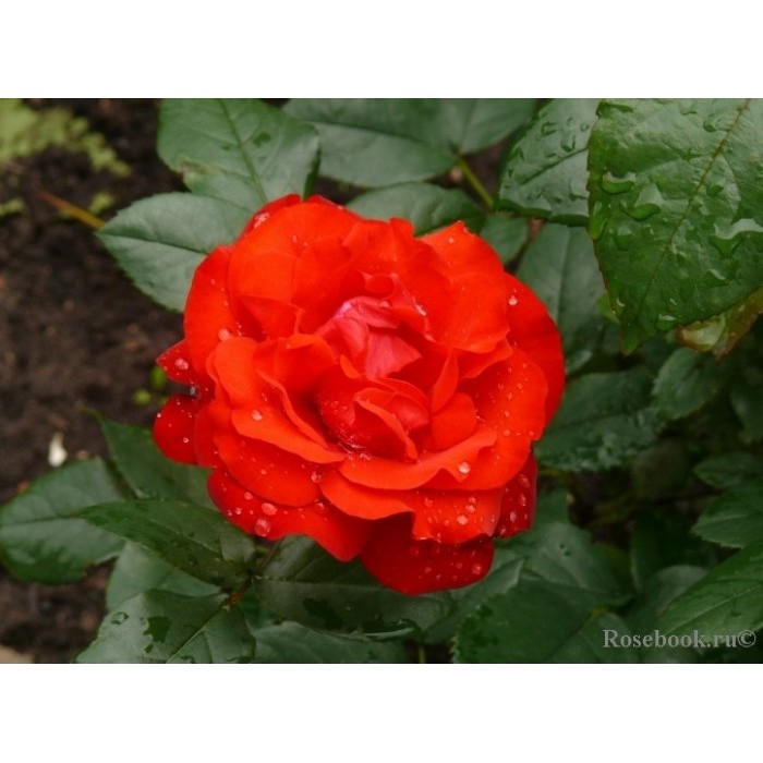 Роза флорибунда "Nordia" (Контейнер 5,0л.)