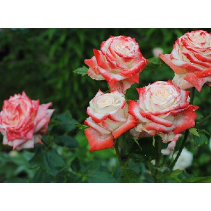 Роза чайно-гибридная "Imperatrice Farah" (Контейнер 5,0л.)