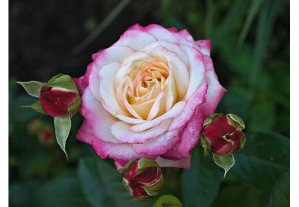 Роза флорибунда "Laminuette" (Контейнер 5,0л.)