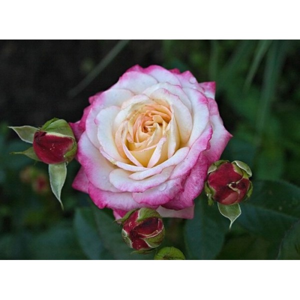 Роза флорибунда "Laminuette" (Контейнер 5,0л.)