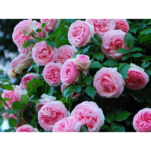 Роза плетистая "Pierre de Ronsard" (Контейнер 5,0л.)