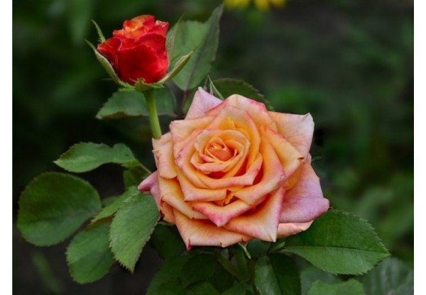 Роза чайно-гибридная "Cherry Brandy" (Контейнер 5,0л.)