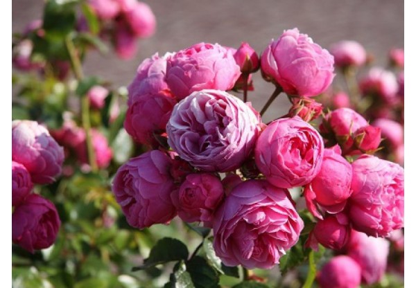 Роза флорибунда "Pomponella" (Контейнер 5,0л.)